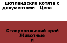 шотландские котята с документами › Цена ­ 1 000 - Ставропольский край Животные и растения » Кошки   